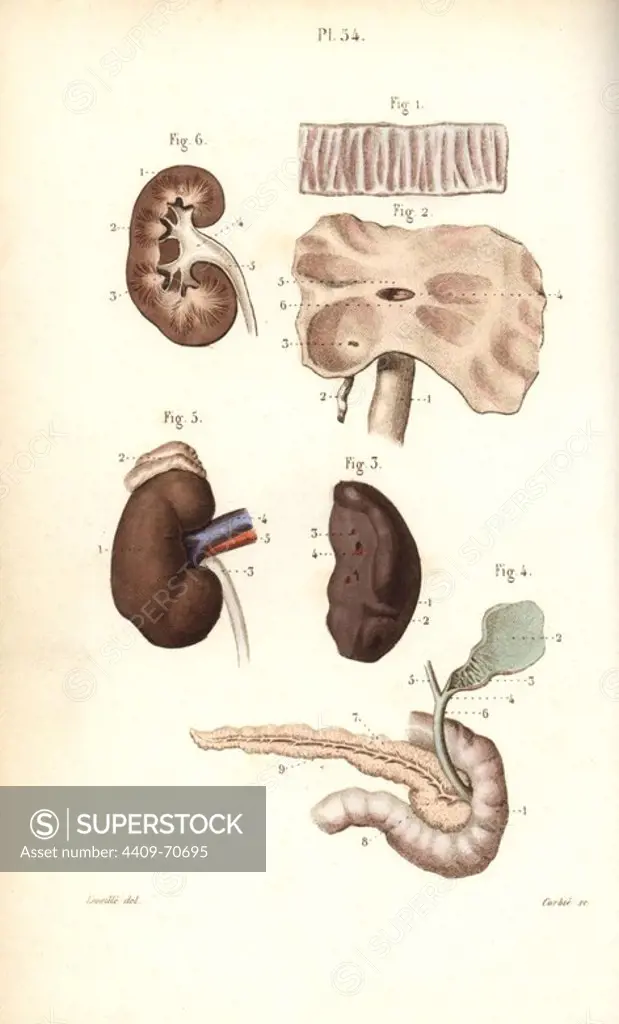 Spleen, kidneys, cecum, bile and pancreas ducts. Handcolored steel engraving by Corbie of a drawing by Leveille from Dr. Joseph Nicolas Masse's "Petit Atlas complet d'Anatomie descriptive du Corps Humain," Paris, 1864, published by Mequignon-Marvis. Masse's "Pocket Anatomy of the Human Body" was first published in 1848 and went through many editions.