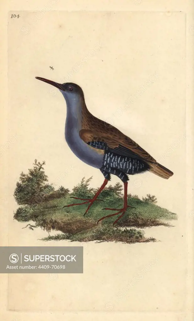 Water rail, Rallus aquaticus. Handcoloured copperplate drawn and engraved by Edward Donovan from his own "Natural History of British Birds," London, 1794-1819. Edward Donovan (1768-1837) was an Anglo-Irish amateur zoologist, writer, artist and engraver. He wrote and illustrated a series of volumes on birds, fish, shells and insects, opened his own museum of natural history in London, but later he fell on hard times and died penniless.