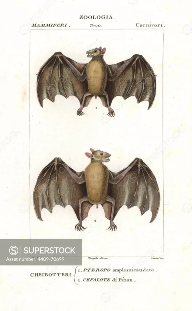 Geoffroy's rousette bat, Rousettus amplexicaudatus, and western naked-backed fruit bat, Dobsonia peronii. Handcoloured copperplate stipple engraving from Antoine Jussieu's "Dictionary of Natural Science," Florence, Italy, 1837. Illustration by J. G. Pretre, directed by Pierre Jean-Francois Turpin, and published by Batelli e Figli. Jean Gabriel Pretre (1780~1845) was painter of natural history at Empress Josephine's zoo and later became artist to the Museum of Natural History. Turpin (1775-1840) is considered one of the greatest French botanical illustrators of the 19th century.