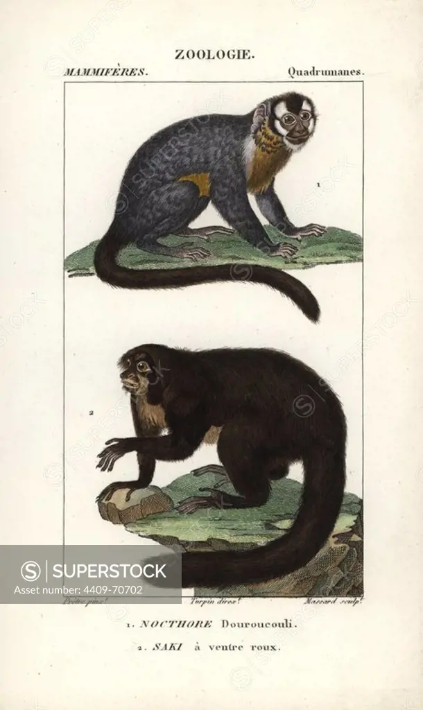 Three-striped night monkey, Aotus trivirgatus, and white-faced saki monkey, Pithecia pithecia. Handcoloured copperplate stipple engraving from Frederic Cuvier's "Dictionary of Natural Science: Mammals," Paris, France, 1816. Illustration by J. G. Pretre, engraved by Massard, directed by Pierre Jean-Francois Turpin, and published by F.G. Levrault. Jean Gabriel Pretre (1780~1845) was painter of natural history at Empress Josephine's zoo and later became artist to the Museum of Natural History. Turpin (1775-1840) is considered one of the greatest French botanical illustrators of the 19th century.