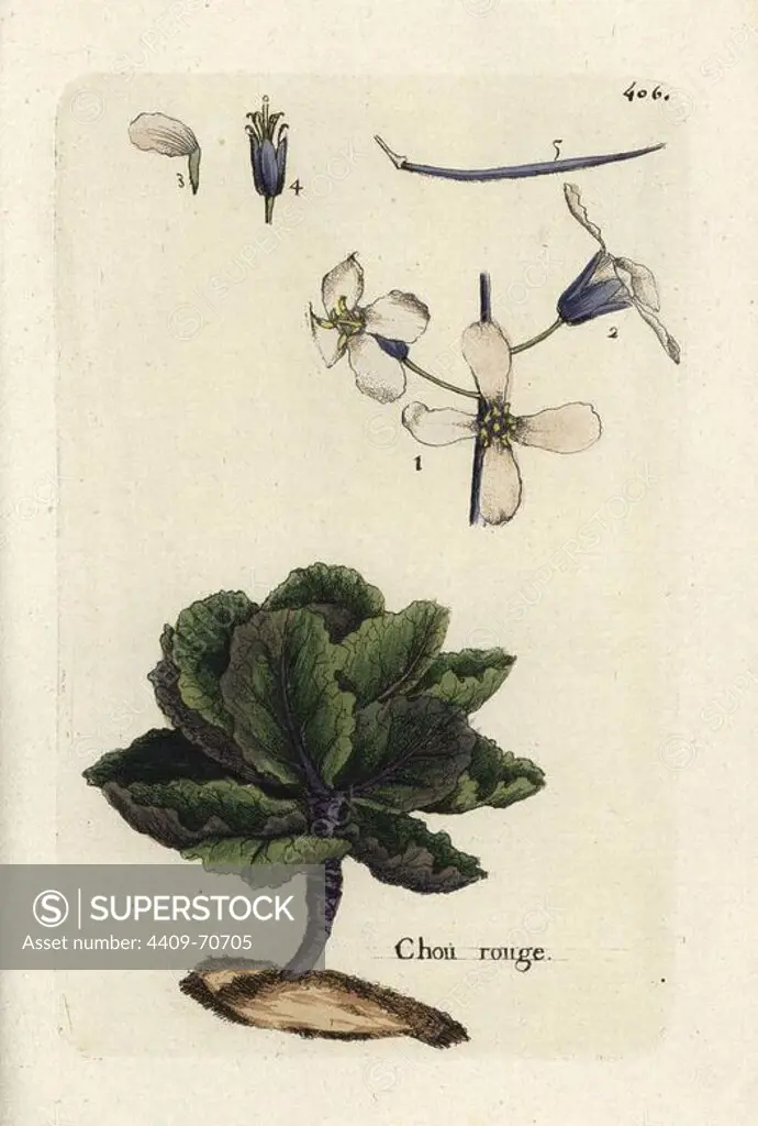 Red cabbage, Brassica oleracea var. capitata f. rubra. Handcoloured botanical drawn and engraved by Pierre Bulliard from his own "Flora Parisiensis," 1776, Paris, P. F. Didot. Pierre Bulliard (1752-1793) was a famous French botanist who pioneered the three-colour-plate printing technique. His introduction to the flowers of Paris included 640 plants.