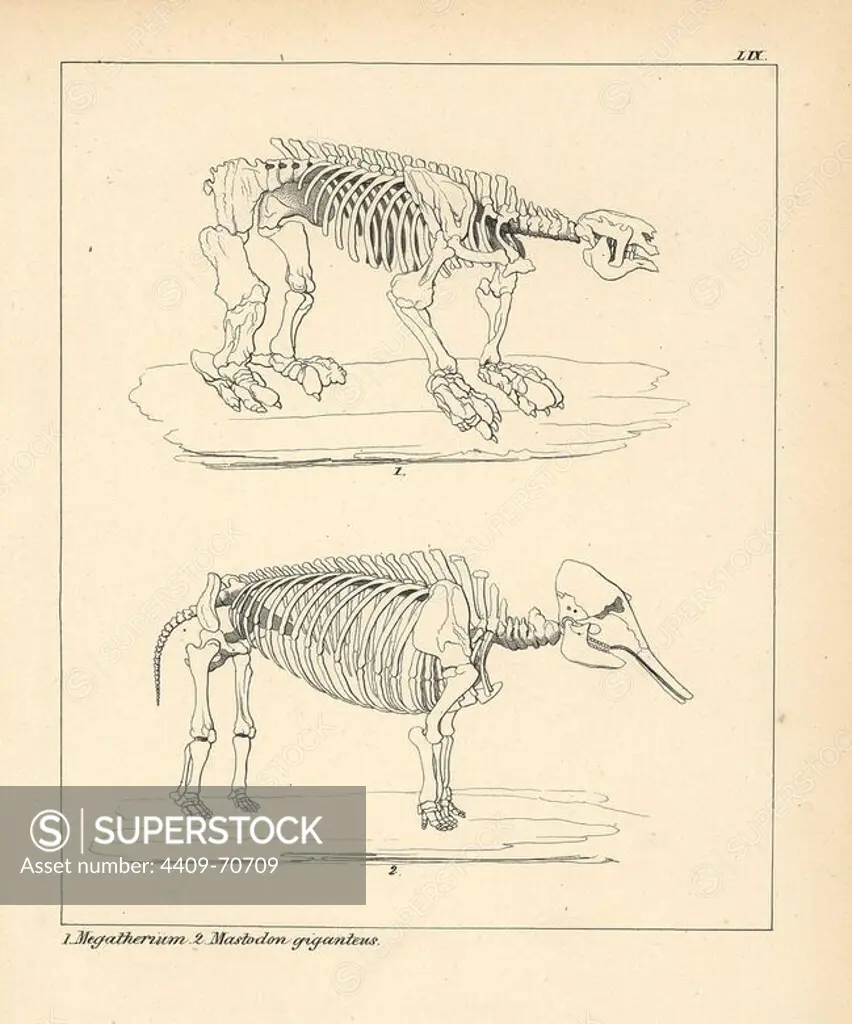 Skeleton of the Megatherium, an extinct giant ground sloth, and Mastodon giganteus, or the American mastodon, Mammut americanum. Lithograph by an unknown artist from Dr. F.A. Schmidt's "Petrefactenbuch," published in Stuttgart, Germany, 1855 by Verlag von Krais & Hoffmann. Dr. Schmidt's "Book of Petrification" introduced fossils and palaeontology to both the specialist and general reader.