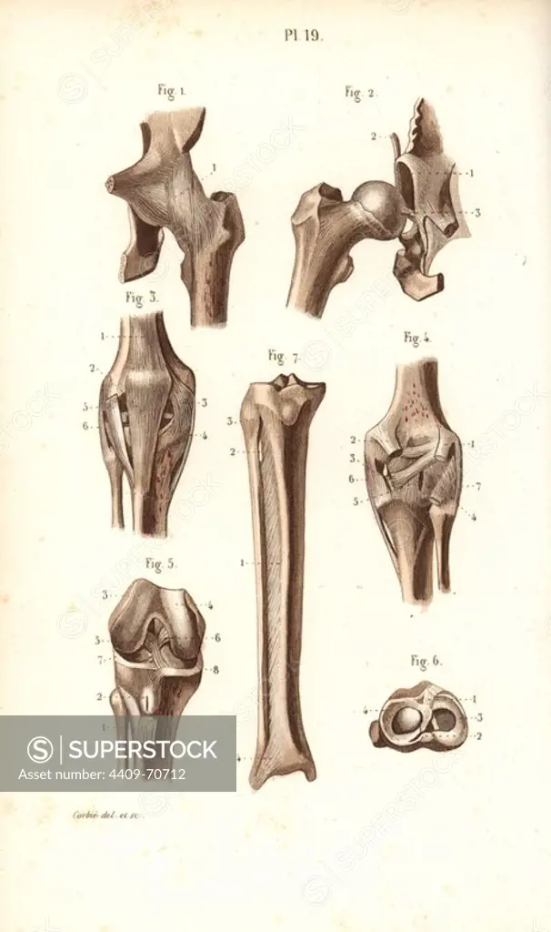Hip joint and thigh bones. Handcolored steel engraving by Corbie of a drawing by Corbie from Dr. Joseph Nicolas Masse's "Petit Atlas complet d'Anatomie descriptive du Corps Humain," Paris, 1864, published by Mequignon-Marvis. Masse's "Pocket Anatomy of the Human Body" was first published in 1848 and went through many editions.