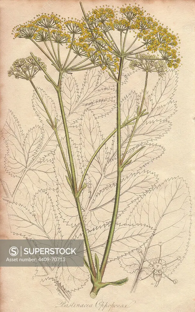 Opopanax or sweet myrrh, Opopanax chironium. Handcoloured botanical illustration drawn and engraved on steel by William Clark from John Stephenson and James Morss Churchill's "Medical Botany: or Illustrations and descriptions of the medicinal plants of the London, Edinburgh, and Dublin pharmacopias," John Churchill, London, 1831.