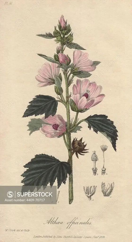 Marshmallow, Althaea officinalis. Handcoloured botanical illustration drawn and engraved on steel by William Clark from John Stephenson and James Morss Churchill's "Medical Botany: or Illustrations and descriptions of the medicinal plants of the London, Edinburgh, and Dublin pharmacopias," John Churchill, London, 1831. William Clark was former draughtsman to the London Horticultural Society and illustrated many botanical books in the 1820s and 1830s.