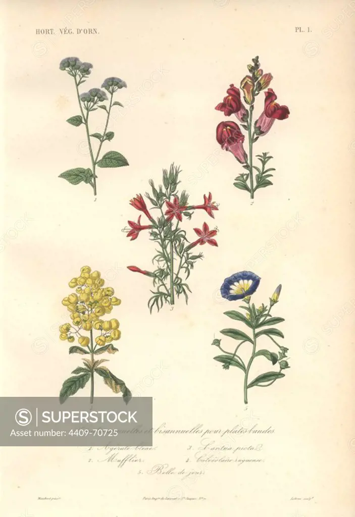Annual and biannuals including blue flossflower (Ageratum houstonianum), snapdragon (Antirrhinum majus), scarlet Cantuta (Cantua buxifolia), yellow ladies purse (Calceolaria), and dwarf morning glory (Convolvulus tricolor).. Plantes annuelles et biannuelles: 1) Agerate bleu 2) Mufflier 3) Cantua picta 4) Calceolaire sugueuse 5) Belle de jour. Handcolored lithograph drawn by Edouard Maubert from Herincq's "Le Regne Vegetal" 1865.