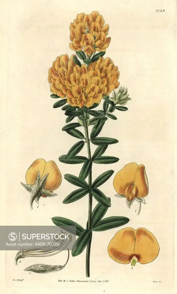 Common shaggy pea, Oxylobium ellipticum. Illustration drawn by William Jackson Hooker, engraved by Swan. Handcolored copperplate engraving from William Curtis's "The Botanical Magazine," Samuel Curtis, 1833. Hooker (1785-1865) was an English botanist, writer and artist. He was Regius Professor of Botany at Glasgow University, and editor of Curtis' "Botanical Magazine" from 1827 to 1865. In 1841, he was appointed director of the Royal Botanic Gardens at Kew, and was succeeded by his son Joseph Dalton. Hooker documented the fern and orchid crazes that shook England in the mid-19th century in books such as "Species Filicum" (1846) and "A Century of Orchidaceous Plants" (1849). A gifted botanical artist himself, he wrote and illustrated "Flora Exotica" (1823) and several volumes of the "Botanical Magazine" after 1827.
