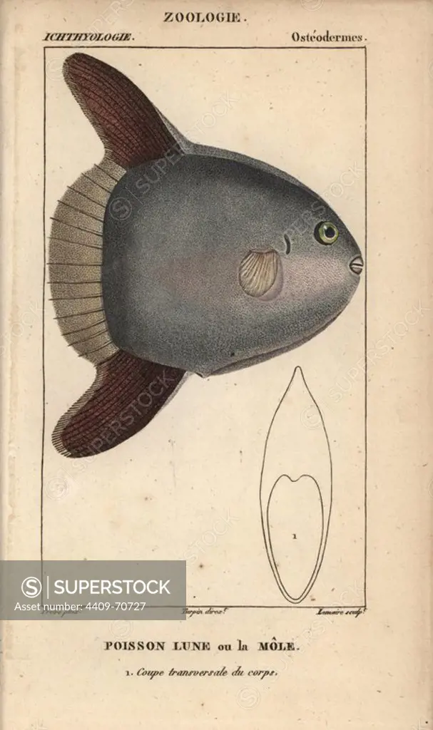 Ocean sunfish, Poisson lune ou la Mole, Mola mola. Handcoloured copperplate stipple engraving from Jussieu's "Dictionnaire des Sciences Naturelles" 1816-1830. The volumes on fish and reptiles were edited by Hippolyte Cloquet, natural historian and doctor of medicine. Illustration by J.G. Pretre, engraved by Lemaire, directed by Turpin, and published by F. G. Levrault. Jean Gabriel Pretre (1780~1845) was painter of natural history at Empress Josephine's zoo and later became artist to the Museum of Natural History.