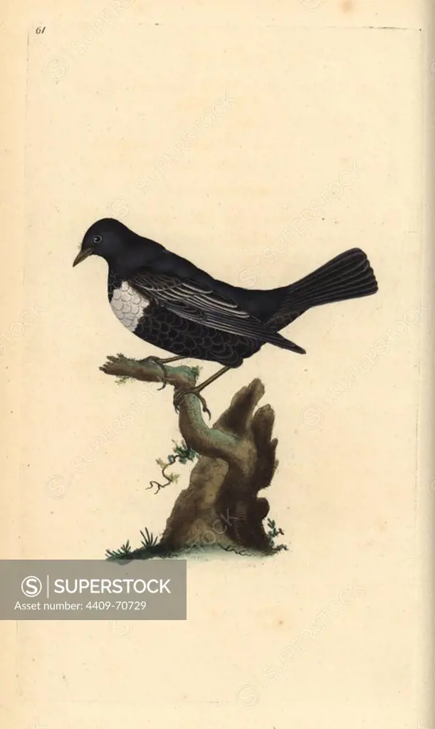 Ring ouzel, Turdus torquatus. Handcoloured copperplate drawn and engraved by Edward Donovan from his own "Natural History of British Birds," London, 1794-1819. Edward Donovan (1768-1837) was an Anglo-Irish amateur zoologist, writer, artist and engraver. He wrote and illustrated a series of volumes on birds, fish, shells and insects, opened his own museum of natural history in London, but later he fell on hard times and died penniless.