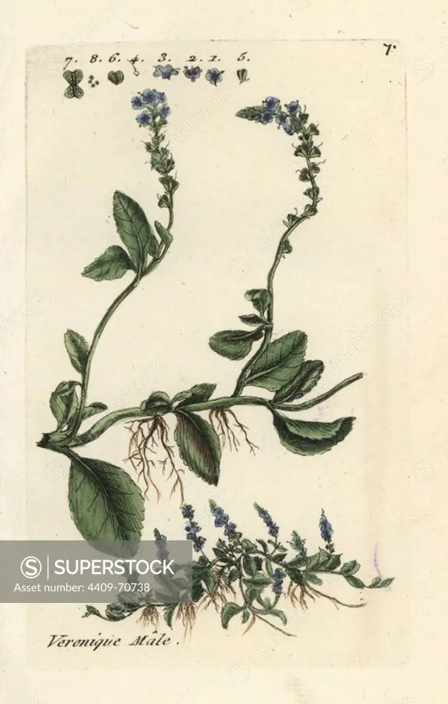 Speedwell, Veronica officinalis. Handcoloured botanical drawn and engraved by Pierre Bulliard from his own "Flora Parisiensis," 1776, Paris, P.F. Didot. Pierre Bulliard (1752-1793 was a famous French botanist who pioneered the three-colour-plate printing technique. His introduction to the flowers of Paris included 640 plants.