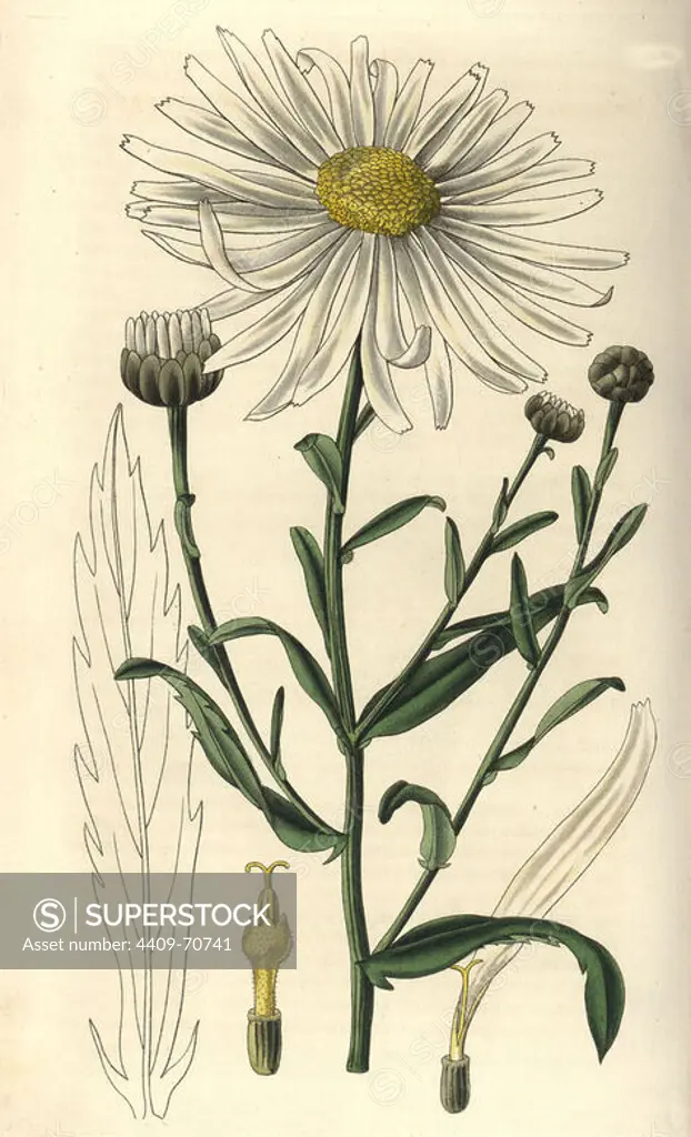 Pyrethrum uligonosum. Large-flowered marsh ox-eye. Illustration by WJ Hooker, engraved by Swan.. Handcolored copperplate engraving from William Curtis's "The Botanical Magazine" 1827.. William Jackson Hooker (1785-1865) was an English botanist, writer and artist. He was Regius Professor of Botany at Glasgow University, and editor of Curtis' "Botanical Magazine" from 1827 to 1865. In 1841, he was appointed director of the Royal Botanic Gardens at Kew, and was succeeded by his son Joseph Dalton. Hooker documented the fern and orchid crazes that shook England in the mid-19th century in books such as "Species Filicum" (1846) and "A Century of Orchidaceous Plants" (1849). A gifted botanical artist himself, he wrote and illustrated "Flora Exotica" (1823) and several volumes of the "Botanical Magazine" after 1827.