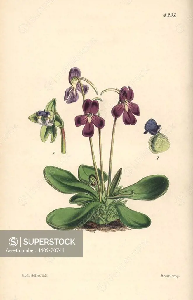 Orchis-like butterwort, Pinguicula orchidioides. Hand-coloured botanical illustration drawn and lithographed by Walter Hood Fitch for Sir William Jackson Hooker's "Curtis's Botanical Magazine," London, Reeve Brothers, 1846. Fitch (1817~1892) was a tireless Scottish artist who drew over 2,700 lithographs for the "Botanical Magazine" starting from 1834.