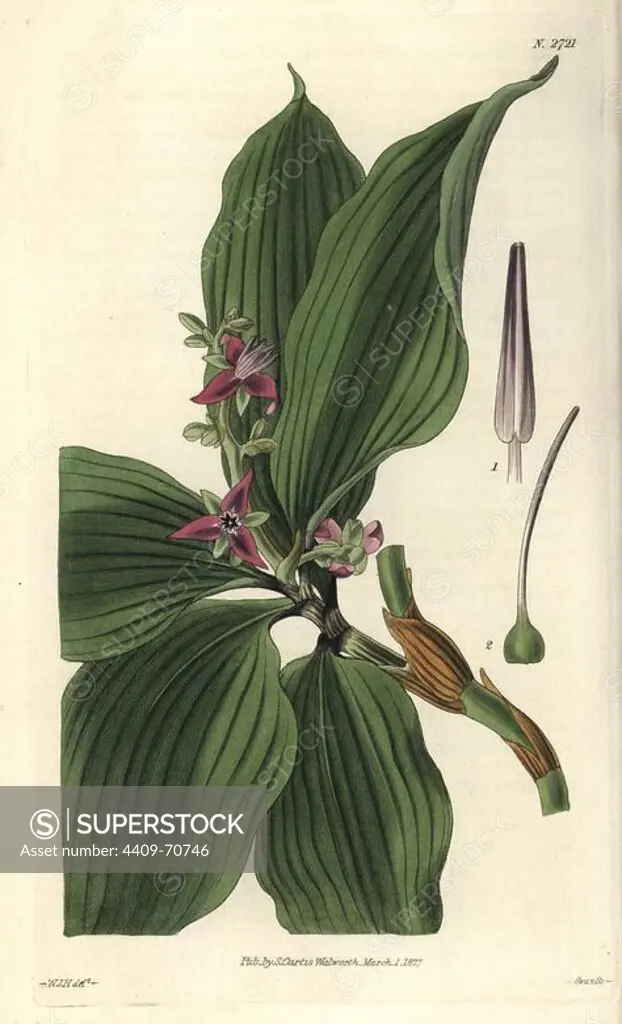 Dichorisandra oxypetala. Sharp-petaled dichorisandra with purple flowers. Illustration by WJ Hooker, engraved by Swan. Handcolored copperplate engraving from William Curtis's "The Botanical Magazine" 1827.. William Jackson Hooker (1785-1865) was an English botanist, writer and artist. He was Regius Professor of Botany at Glasgow University, and editor of Curtis' "Botanical Magazine" from 1827 to 1865. In 1841, he was appointed director of the Royal Botanic Gardens at Kew, and was succeeded by his son Joseph Dalton. Hooker documented the fern and orchid crazes that shook England in the mid-19th century in books such as "Species Filicum" (1846) and "A Century of Orchidaceous Plants" (1849). A gifted botanical artist himself, he wrote and illustrated "Flora Exotica" (1823) and several volumes of the "Botanical Magazine" after 1827.