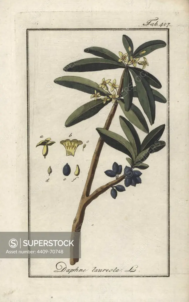 Spurge laurel, Daphne laureola. Handcoloured copperplate botanical engraving from Johannes Zorn's "Afbeelding der Artseny-Gewassen," Jan Christiaan Sepp, Amsterdam, 1796. Zorn first published his illustrated medical botany in Nurnberg in 1780 with 500 plates, and a Dutch edition followed in 1796 published by J.C. Sepp with an additional 100 plates. Zorn (1739-1799) was a German pharmacist and botanist who collected medical plants from all over Europe for his "Icones plantarum medicinalium" for apothecaries and doctors.