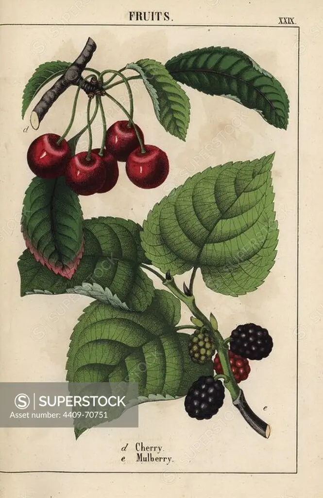 Red cherries and mulberry fruit. Chromolithograph from "The Instructive Picturebook, or Lessons from the Vegetable World," Charlotte Mary Yonge, Edinburgh, 1858.