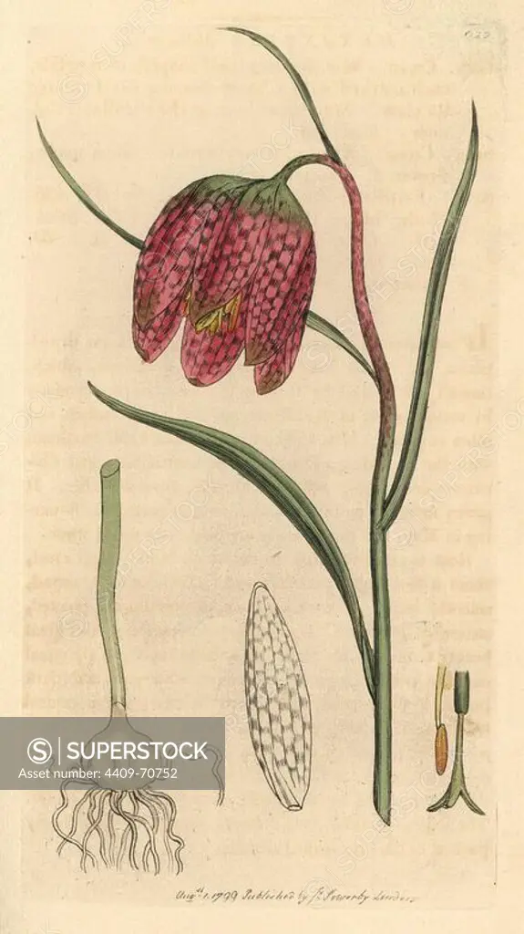 Common fritillary, Fritillaria meleagris. Handcoloured copperplate engraving from a drawing by James Sowerby for Smith's "English Botany," London, 1799. Sowerby was a tireless illustrator of natural history books and illustrated books on botany, mycology, conchology and geology.