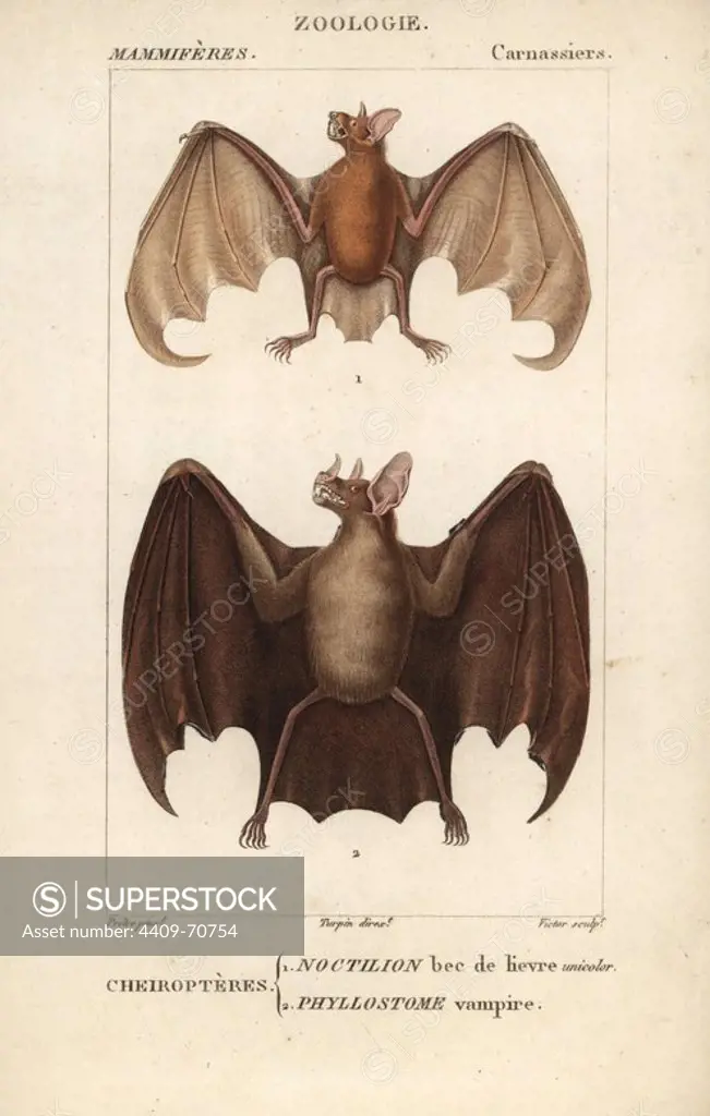 Greater bulldog bat or fisherman bat, Noctilio leporinus, and greater spear-nosed bat, Phyllostomus hastatus. Handcoloured copperplate stipple engraving from Frederic Cuvier's "Dictionary of Natural Science: Mammals," Paris, France, 1816. Illustration by J. G. Pretre, engraved by Victor, directed by Pierre Jean-Francois Turpin, and published by F.G. Levrault. Jean Gabriel Pretre (1780~1845) was painter of natural history at Empress Josephine's zoo and later became artist to the Museum of Natural History. Turpin (1775-1840) is considered one of the greatest French botanical illustrators of the 19th century.