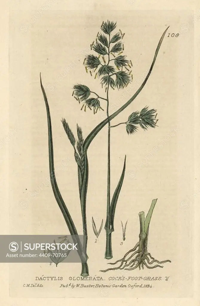 Cock's foot grass, Dactylis glomerata. Handcoloured copperplate drawn and engraved by Charles Mathews from William Baxter's "British Phaenogamous Botany" 1834. Scotsman William Baxter (1788-1871) was the curator of the Oxford Botanic Garden from 1813 to 1854.