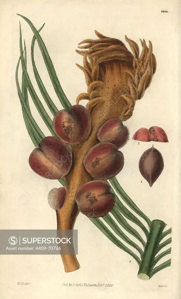 Sago cycas or narrow-leaved cycas, Cycas revoluta. Illustration drawn by William Jackson Hooker, engraved by Swan. Handcolored copperplate engraving from William Curtis's "The Botanical Magazine," Samuel Curtis, 1830. Hooker (1785-1865) was an English botanist, writer and artist. He was Regius Professor of Botany at Glasgow University, and editor of Curtis' "Botanical Magazine" from 1827 to 1865. In 1841, he was appointed director of the Royal Botanic Gardens at Kew, and was succeeded by his son Joseph Dalton. Hooker documented the fern and orchid crazes that shook England in the mid-19th century in books such as "Species Filicum" (1846) and "A Century of Orchidaceous Plants" (1849). A gifted botanical artist himself, he wrote and illustrated "Flora Exotica" (1823) and several volumes of the "Botanical Magazine" after 1827.