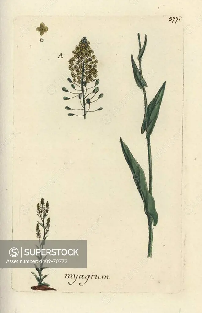 Yellow ballmustard, Neslia paniculata. Handcoloured botanical drawn and engraved by Pierre Bulliard from his own "Flora Parisiensis," 1776, Paris, P. F. Didot. Pierre Bulliard (1752-1793) was a famous French botanist who pioneered the three-colour-plate printing technique. His introduction to the flowers of Paris included 640 plants.