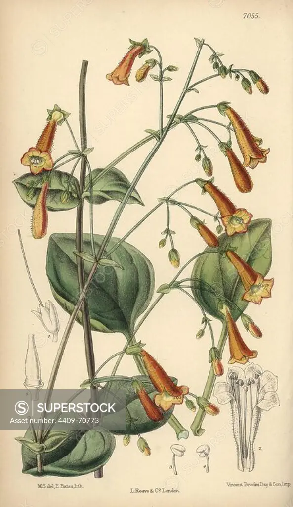 Pentstemon rotundifolius, native of North Mexico. Hand-coloured botanical illustration drawn by Matilda Smith and lithographed by E. Bates from Joseph Dalton Hooker's "Curtis's Botanical Magazine," 1889, L. Reeve & Co. A second-cousin and pupil of Sir Joseph Dalton Hooker, Matilda Smith (1854-1926) was the main artist for the Botanical Magazine from 1887 until 1920 and contributed 2,300 illustrations.