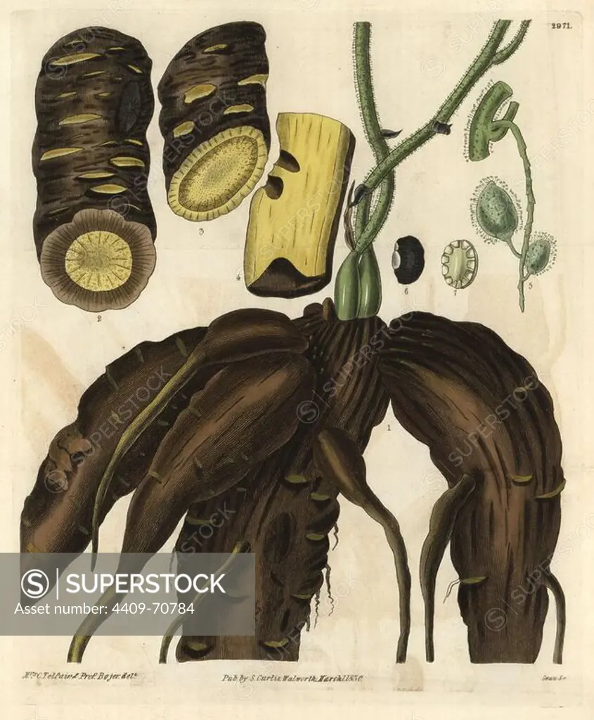 Root of the columbo or calumba plant, Cocculus palmatus. Illustration drawn by Mrs. C. Telfair and Professor Bojer, engraved by Swan. Handcolored copperplate engraving from William Curtis's "The Botanical Magazine," Samuel Curtis, 1830. Hooker (1785-1865) was an English botanist, writer and artist. He was Regius Professor of Botany at Glasgow University, and editor of Curtis' "Botanical Magazine" from 1827 to 1865. In 1841, he was appointed director of the Royal Botanic Gardens at Kew, and was succeeded by his son Joseph Dalton. Hooker documented the fern and orchid crazes that shook England in the mid-19th century in books such as "Species Filicum" (1846) and "A Century of Orchidaceous Plants" (1849). A gifted botanical artist himself, he wrote and illustrated "Flora Exotica" (1823) and several volumes of the "Botanical Magazine" after 1827.