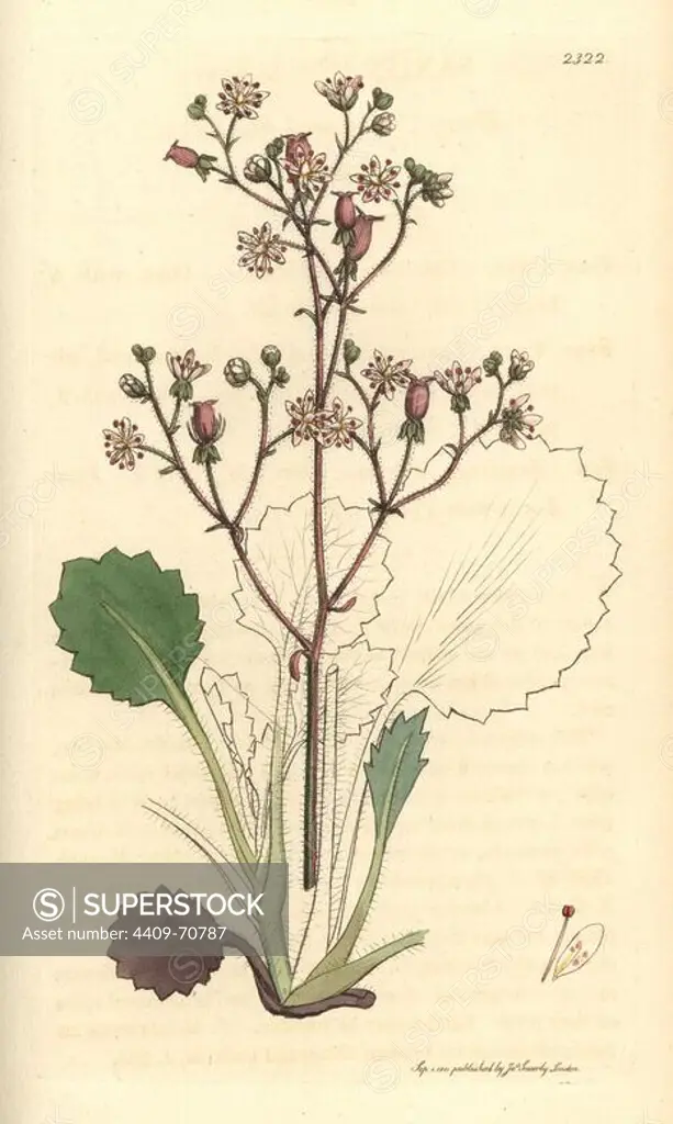 Hairy oval-leaved or kidney saxifrage, Saxifraga hirsuta. Handcoloured copperplate engraving from a drawing by James Sowerby for Smith's "English Botany," London, 1811. Sowerby was a tireless illustrator of natural history books and illustrated books on botany, mycology, conchology and geology.