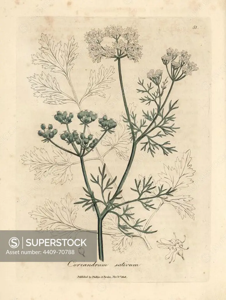 White flowered coriander, Coriandrum sativum. Handcolored copperplate engraving from a botanical illustration by James Sowerby from William Woodville and Sir William Jackson Hooker's "Medical Botany" 1832. The tireless Sowerby (1757-1822) drew over 2,500 plants for Smith's mammoth "English Botany" (1790-1814) and 440 mushrooms for "Coloured Figures of English Fungi " (1797) among many other works.