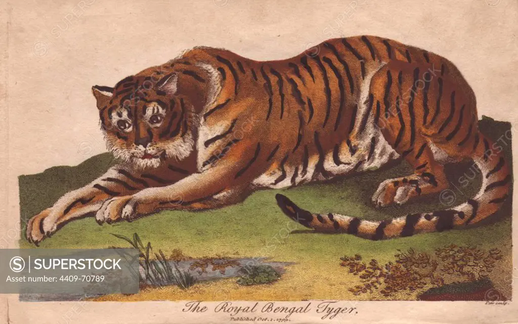 Royal Bengal Tiger. Panthera tigris tigris. Hand-colored copperplate engraving from a drawing by Johann Ihle from Ebenezer Sibly's "Universal System of Natural History" 1794. The prolific Sibly published his Universal System of Natural History in 1794~1796 in five volumes covering the three natural worlds of fauna, flora and geology. The series included illustrations of mythical beasts such as the sukotyro and the mermaid, and depicted sloths sitting on the ground (instead of hanging from trees) and a domesticated female orang utan wearing a bandana. The engravings were by J. Pass, J. Chapman and Barlow copied from original drawings by famous natural history artists George Edwards, Albertus Seba, Maria Sybilla Merian, and Johann Ihle.