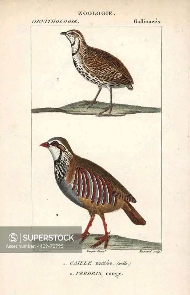 Rain quail, Coturnix coromandelica, and red-legged partridge, Alectoris rufa. Handcoloured copperplate stipple engraving from Dumont de Sainte-Croix's "Dictionary of Natural Science: Ornithology," Paris, France, 1816-1830. Illustration by J. G. Pretre, engraved by David, directed by Pierre Jean-Francois Turpin, and published by F.G. Levrault. Jean Gabriel Pretre (1780~1845) was painter of natural history at Empress Josephine's zoo and later became artist to the Museum of Natural History. Turpin (1775-1840) is considered one of the greatest French botanical illustrators of the 19th century.