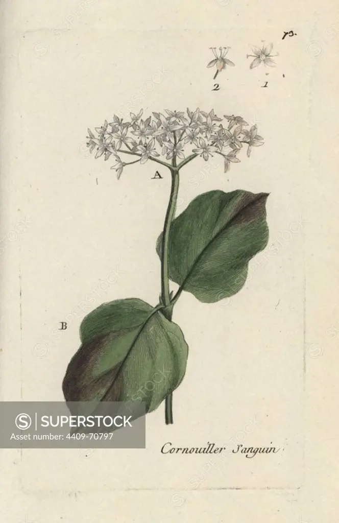 Common dogwood, Cornus sanguinea. Handcoloured botanical drawn and engraved by Pierre Bulliard from his own "Flora Parisiensis," 1776, Paris, P.F. Didot. Pierre Bulliard (1752-1793) was a famous French botanist who pioneered the three-colour-plate printing technique. His introduction to the flowers of Paris included 640 plants.