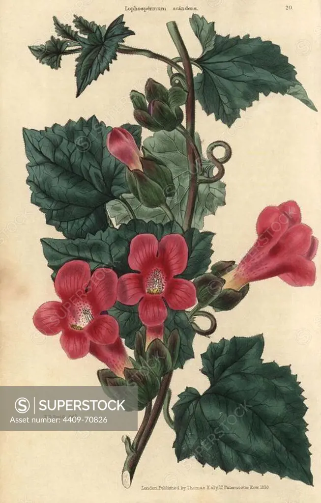 Crimson flowered climbing or scandent Lophospermum, Lophospermum scandens. Hand-colored illustration by Edwin Dalton Smith engraved by Watts from Charles McIntosh's "Flora and Pomona" 1829. McIntosh (1794-1864) was a Scottish gardener to European aristocracy and royalty, and author of many book on gardening. E.D. Smith was a botanical artist who drew for Robert Sweet, Benjamin Maund, etc.