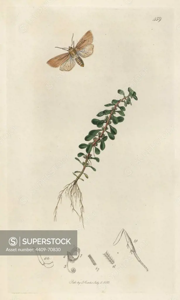 Nonagria vectis, Rhizedra lutosa, Isle of Wight Wainscot moth, and water purslane, Peplis portula. Handcoloured copperplate drawn and engraved by John Curtis for his own "British Entomology, being Illustrations and Descriptions of the Genera of Insects found in Great Britain and Ireland," London, 1834. Curtis (17911862) was an entomologist, illustrator, engraver and publisher. "British Entomology" was published from 1824 to 1839, and comprised 770 illustrations of insects and the plants upon which they are found.