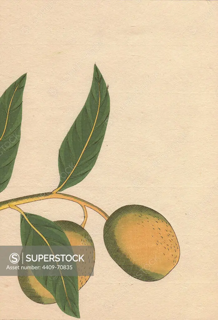 Green seeds and leaves of wild nutmeg and mace, Myristica fatua Houtt.. Colour-printed woodblock engraving by Kan'en Iwasaki from "Honzo Zufu," an Illustrated Guide to Medicinal Plants, 1884. Iwasaki (1786-1842) was a Japanese botanist, entomologist and zoologist. He was one of the first Japanese botanists to incorporate western knowledge into his studies.