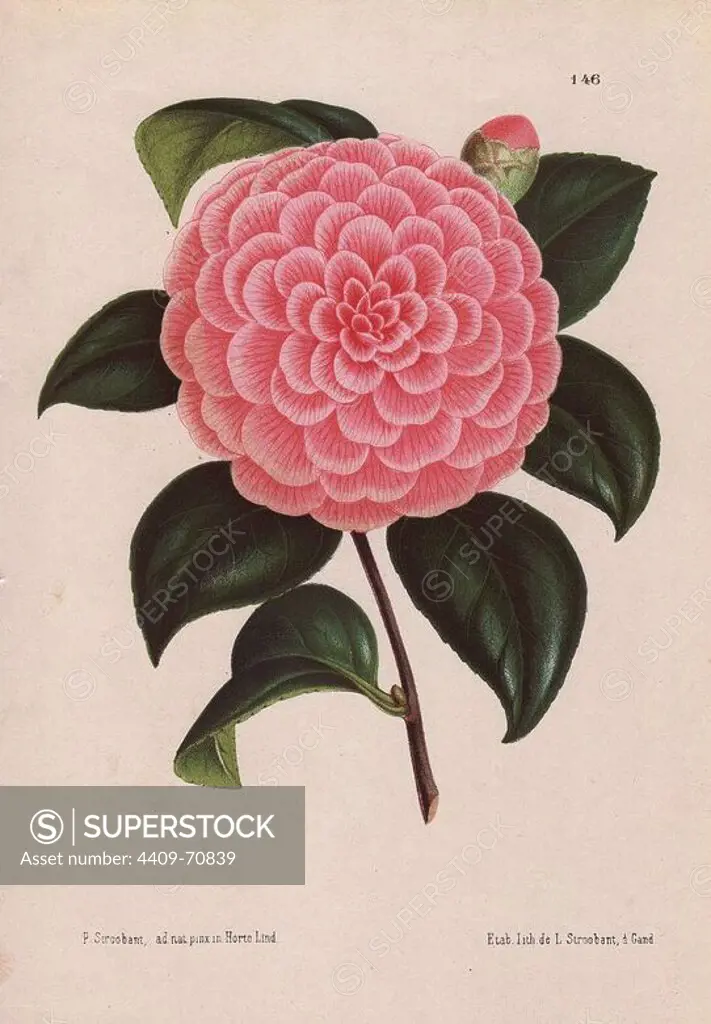 Pink camellia hybrid. Camellia Bertha Giglioli. Camellia japonica, Thea japonica. Illustration by P. Stroobant, lithographed by L. Stroobant of Ghent, from Jean Linden's "L'Illustration Horticole" 1873.