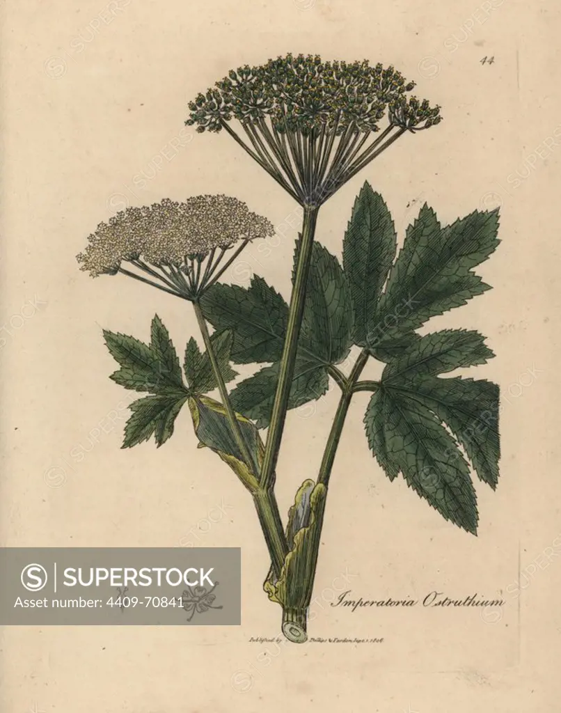 Common masterwort, Imperatoria ostruthium. Handcoloured copperplate engraving from a botanical illustration by James Sowerby from William Woodville and Sir William Jackson Hooker's "Medical Botany," John Bohn, London, 1832. The tireless Sowerby (1757-1822) drew over 2, 500 plants for Smith's mammoth "English Botany" (1790-1814) and 440 mushrooms for "Coloured Figures of English Fungi " (1797) among many other works.