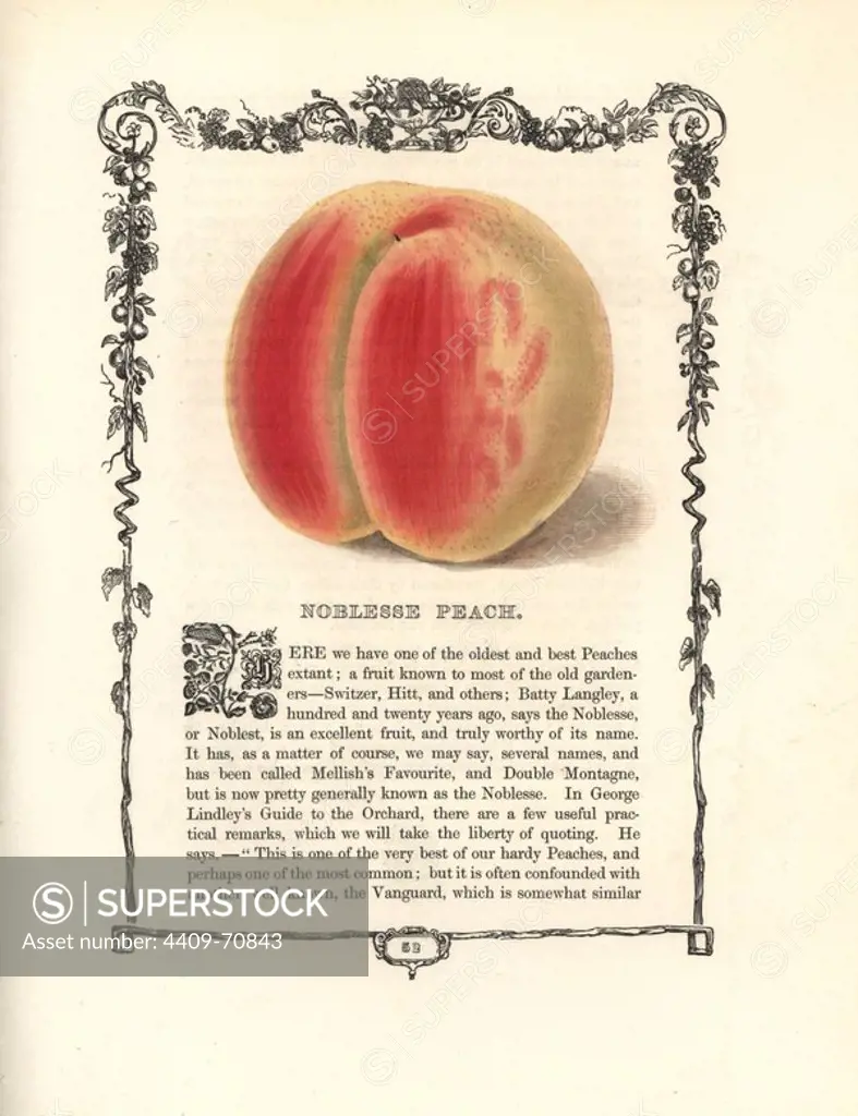 Noblesse peach, Prunus persica, within a Della Robbia ornamental frame with text below. Handcoloured glyphograph from Benjamin Maund's "The Fruitist," London, 1850, Groombridge and Sons. Maund (17901863) was a pharmacist, botanist, printer, bookseller and publisher of "The Botanic Garden" and "The Botanist.".