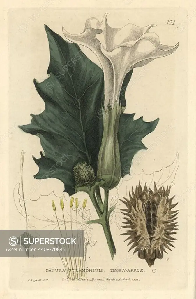 Thorn apple, Datura stramonium. Handcoloured copperplate engraving of a drawing by Isaac Russell from William Baxter's "British Phaenogamous Botany" 1835. Scotsman William Baxter (1788-1871) was the curator of the Oxford Botanic Garden from 1813 to 1854.