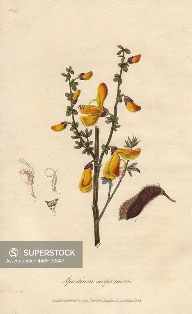 Common broom tree, Cytisus scoparius. Handcoloured botanical illustration drawn and engraved on steel by William Clark from John Stephenson and James Morss Churchill's "Medical Botany: or Illustrations and descriptions of the medicinal plants of the London, Edinburgh, and Dublin pharmacopias," John Churchill, London, 1831. William Clark was former draughtsman to the London Horticultural Society and illustrated many botanical books in the 1820s and 1830s.