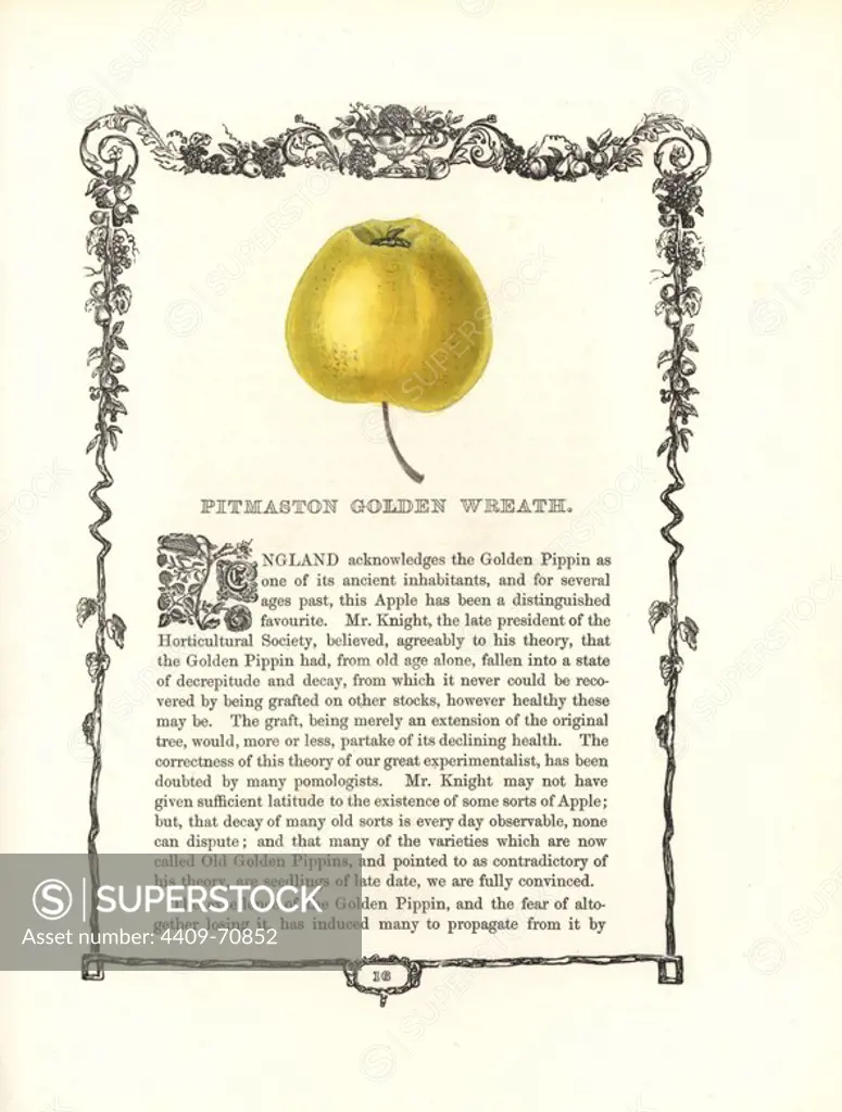 Pitmaston Golden Wreath apple, Malus domestica, within a Della Robbia ornamental frame with text below. Handcoloured glyphograph from Benjamin Maund's "The Fruitist," London, 1850, Groombridge and Sons. Maund (17901863) was a pharmacist, botanist, printer, bookseller and publisher of "The Botanic Garden" and "The Botanist.".