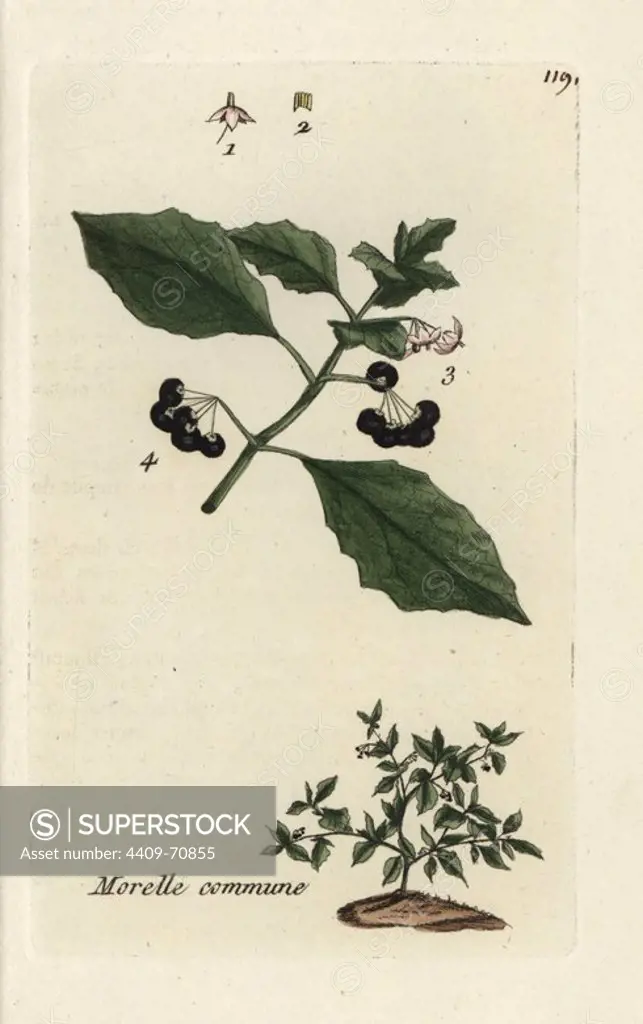 Black nightshade, Solanum nigrum. Handcoloured botanical drawn and engraved by Pierre Bulliard from his own "Flora Parisiensis," 1776, Paris, P.F. Didot. Pierre Bulliard (1752-1793) was a famous French botanist who pioneered the three-colour-plate printing technique. His introduction to the flowers of Paris included 640 plants.