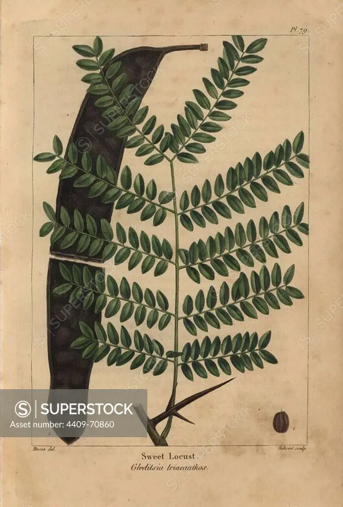Leaf, pod and seed of the sweet or honey locust tree, Gleditsia triacanthos. Handcolored stipple engraving from a botanical illustration by Pancrace Bessa, engraved on copper by Gabriel, from Francois Andre Michaux's "North American Sylva," Philadelphia, 1857. French botanist Michaux (1770-1855) explored America and Canada in 1785 cataloging its native trees.