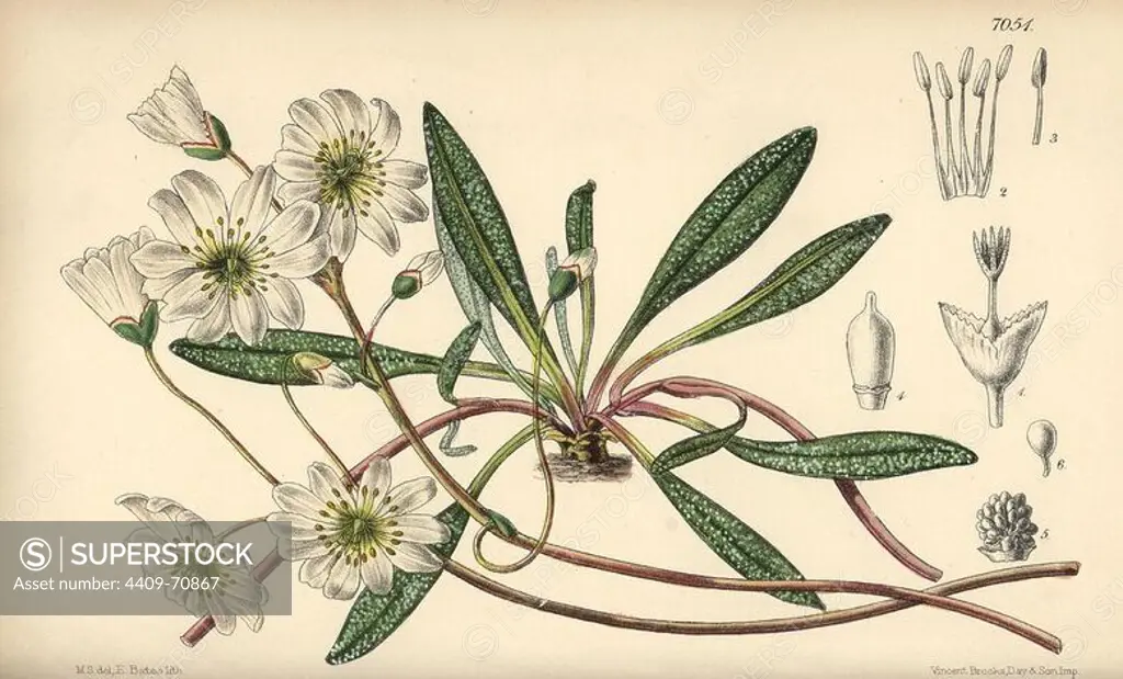 Calandrinia oppositifolia, white flower native to Oregon and California. Hand-coloured botanical illustration drawn by Matilda Smith and lithographed by E. Bates from Joseph Dalton Hooker's "Curtis's Botanical Magazine," 1889, L. Reeve & Co. A second-cousin and pupil of Sir Joseph Dalton Hooker, Matilda Smith (1854-1926) was the main artist for the Botanical Magazine from 1887 until 1920 and contributed 2,300 illustrations.