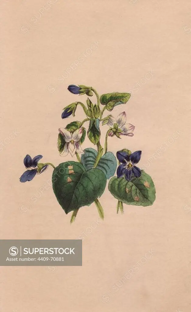 Violet, Viola odorata. Handcolored engraving from John Stevens Henslow's "Bouquet of Souvenirs" 1840. Henslow (1796-1861) was Chair of Mineralogy and later Chair of Botany at Cambridge University, and wrote and contributed botanical illustrations to several books.