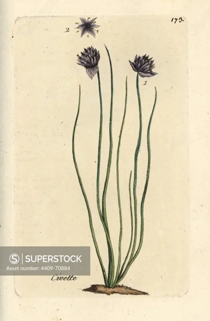 Chives, Allium schoenoprasum. Handcoloured botanical drawn and engraved by Pierre Bulliard from his own "Flora Parisiensis," 1776, Paris, P. F. Didot. Pierre Bulliard (1752-1793) was a famous French botanist who pioneered the three-colour-plate printing technique. His introduction to the flowers of Paris included 640 plants.