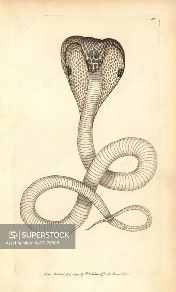 Indian cobra, Naja naja. Illustration signed (George Shaw and Frederick Nodder).. Handcolored copperplate engraving from George Shaw and Frederick Nodder's "The Naturalist's Miscellany" 1794.. Frederick Polydore Nodder (1751~1801) was a gifted natural history artist and engraver. Nodder honed his draftsmanship working on Captain Cook and Joseph Banks' Florilegium and engraving Sydney Parkinson's sketches of Australian plants. He was made "botanic painter to her majesty" Queen Charlotte in 1785. Nodder also drew the botanical studies in Thomas Martyn's Flora Rustica (1792) and 38 Plates (1799). Most of the 1,064 illustrations of animals, birds, insects, crustaceans, fishes, marine life and microscopic creatures for the Naturalist's Miscellany were drawn, engraved and published by Frederick Nodder's family. Frederick himself drew and engraved many of the copperplates until his death. His wife Elizabeth is credited as publisher on the volumes after 1801. Their son Richard Polydore (1774~