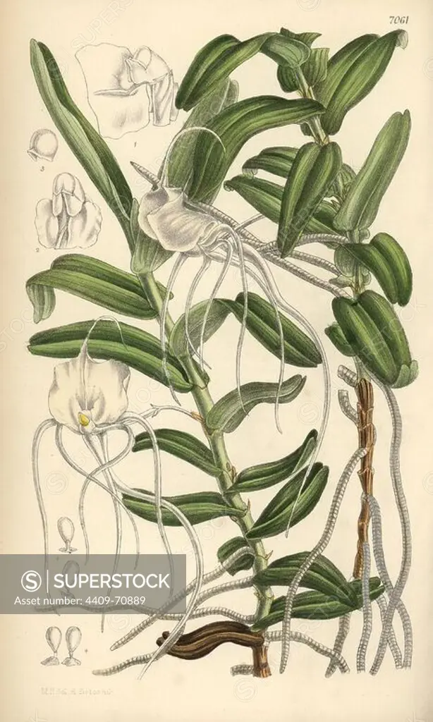 Angraecum germinyanum, white orchid native of Madagascar. Named after Count Adrien de Germiny, France. Hand-coloured botanical illustration drawn by Matilda Smith and lithographed by E. Bates from Joseph Dalton Hooker's "Curtis's Botanical Magazine," 1889, L. Reeve & Co. A second-cousin and pupil of Sir Joseph Dalton Hooker, Matilda Smith (1854-1926) was the main artist for the Botanical Magazine from 1887 until 1920 and contributed 2,300 illustrations.