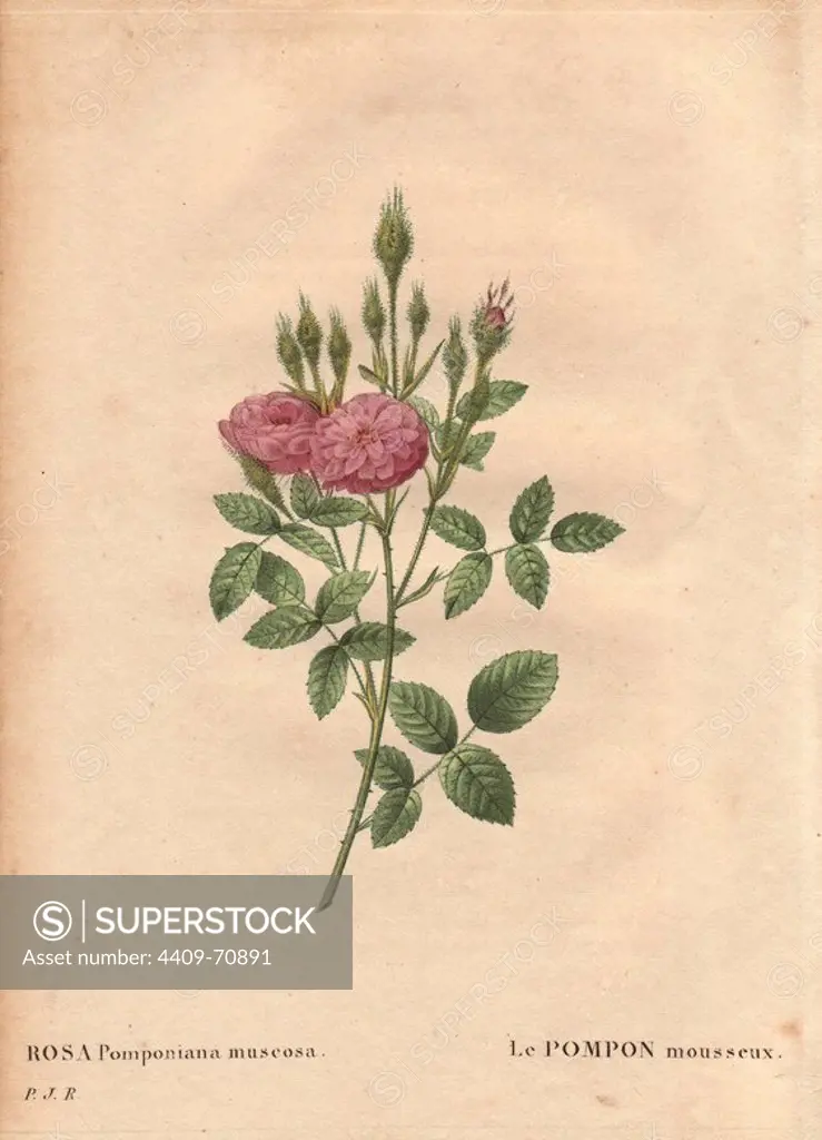 Mossy de Meaux rose. Dusty pink Mossy de Meaux rose, Le pompon mousseux. A sport of "Rose de Meaux" found in a garden in the west of England, circa 1801.. Hand-colored, octavo-size stipple copperplate engraving from Pierre Joseph Redoute's "Les Roses" 1828.
