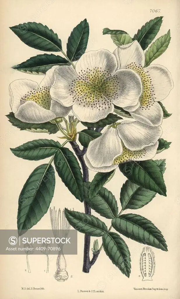 Eucryphia pinnatifolia, white flowered shrub native to Chile. Hand-coloured botanical illustration drawn by Matilda Smith and lithographed by E. Bates from Joseph Dalton Hooker's "Curtis's Botanical Magazine," 1889, L. Reeve & Co. A second-cousin and pupil of Sir Joseph Dalton Hooker, Matilda Smith (1854-1926) was the main artist for the Botanical Magazine from 1887 until 1920 and contributed 2,300 illustrations.