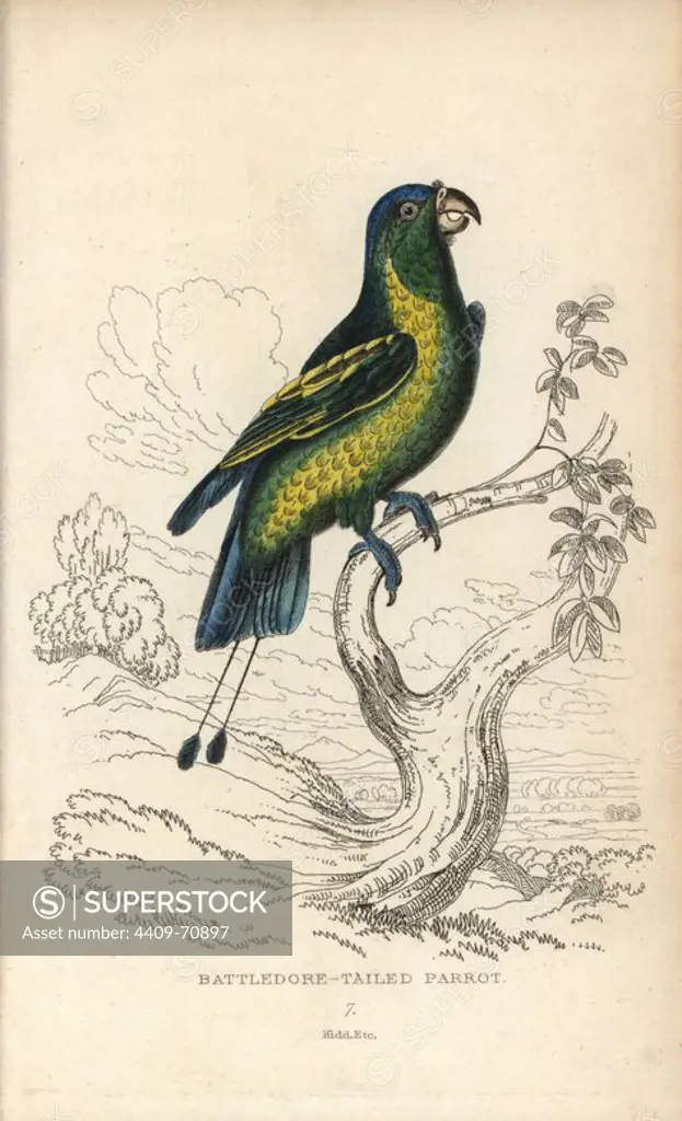 Blue-crowned racquet tail, Prioniturus discurus.. Battledore-tailed parrot, Psittacus discurus. Hand-coloured steel engraving by Joseph Kidd, (after John Audubon) from Sir Thomas Dick Lauder and Captain Thomas Brown's "Miscellany of Natural History: Parrots," Edinburgh, 1833. The Miscellany was intended to be a multi-volume series, but was brought to an abrupt halt after only the second volume on cats when John Audubon complained about the unauthorized use of his illustrations.